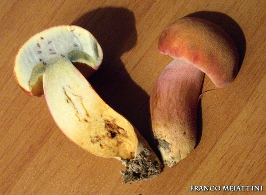 Xerocomus persicolor o armeniacus?